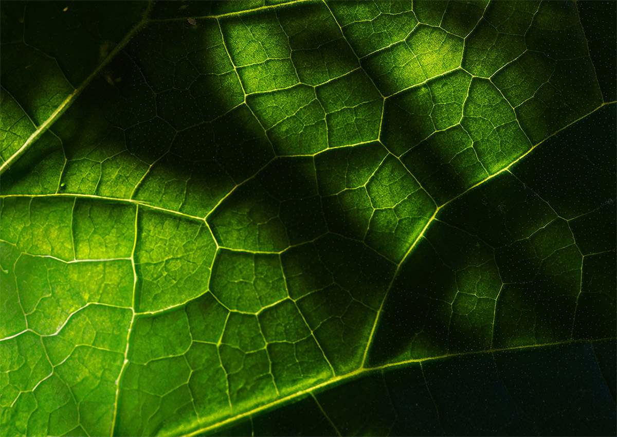 Kind sustainable cosmetics