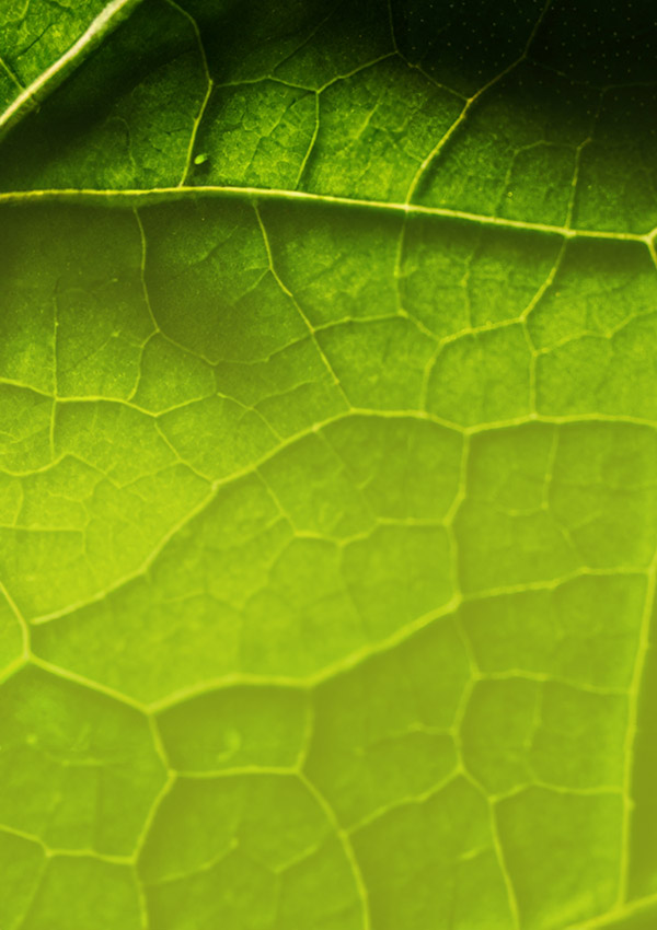 Kind sustainable beauty